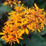 Buzulnik zuba desdemona: fotografija i opis